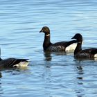 brent goose