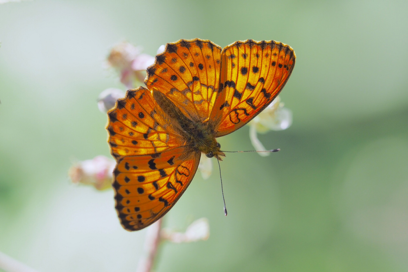 Brenthis daphne Foto & Bild natur, insekten, tiere Bilder auf