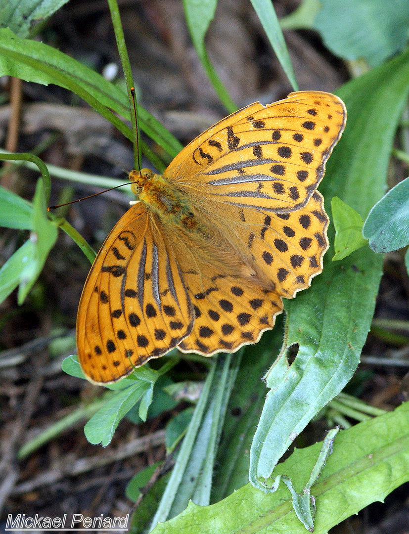 Brenthis daphne (Le Nacré de la ronce)