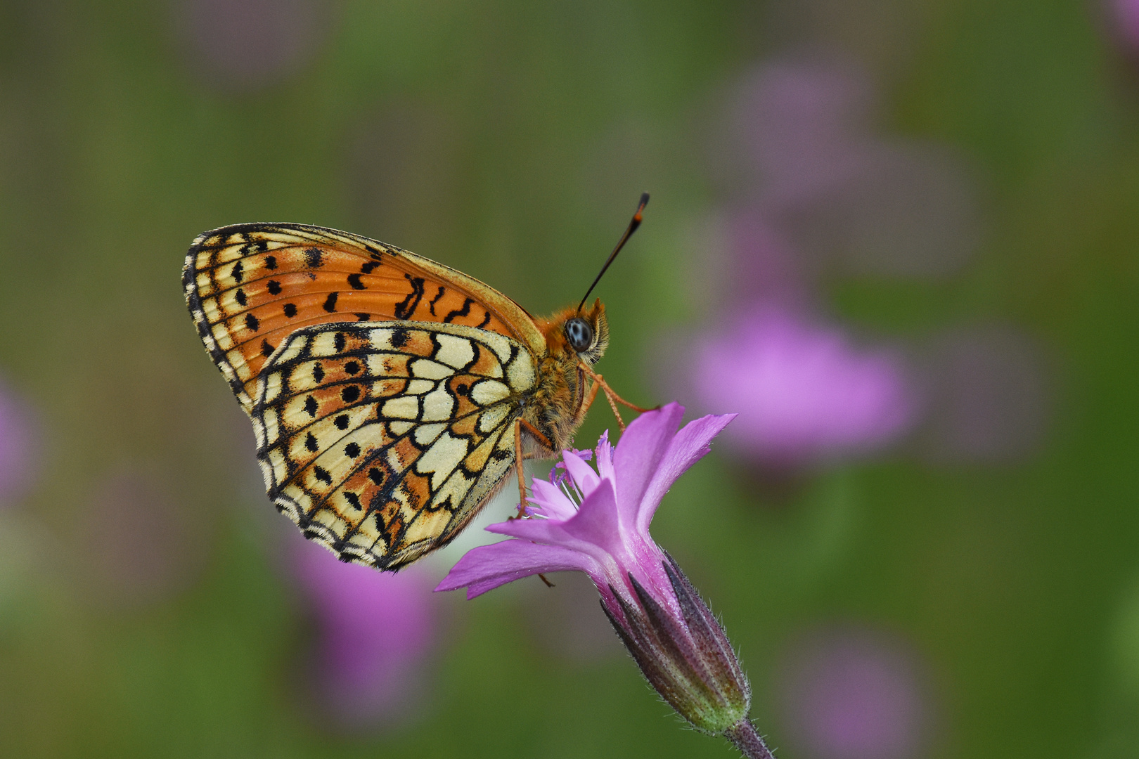 Brenthis hecate , Twin-spot fritillary