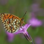 Brenthis hecate , Twin-spot fritillary