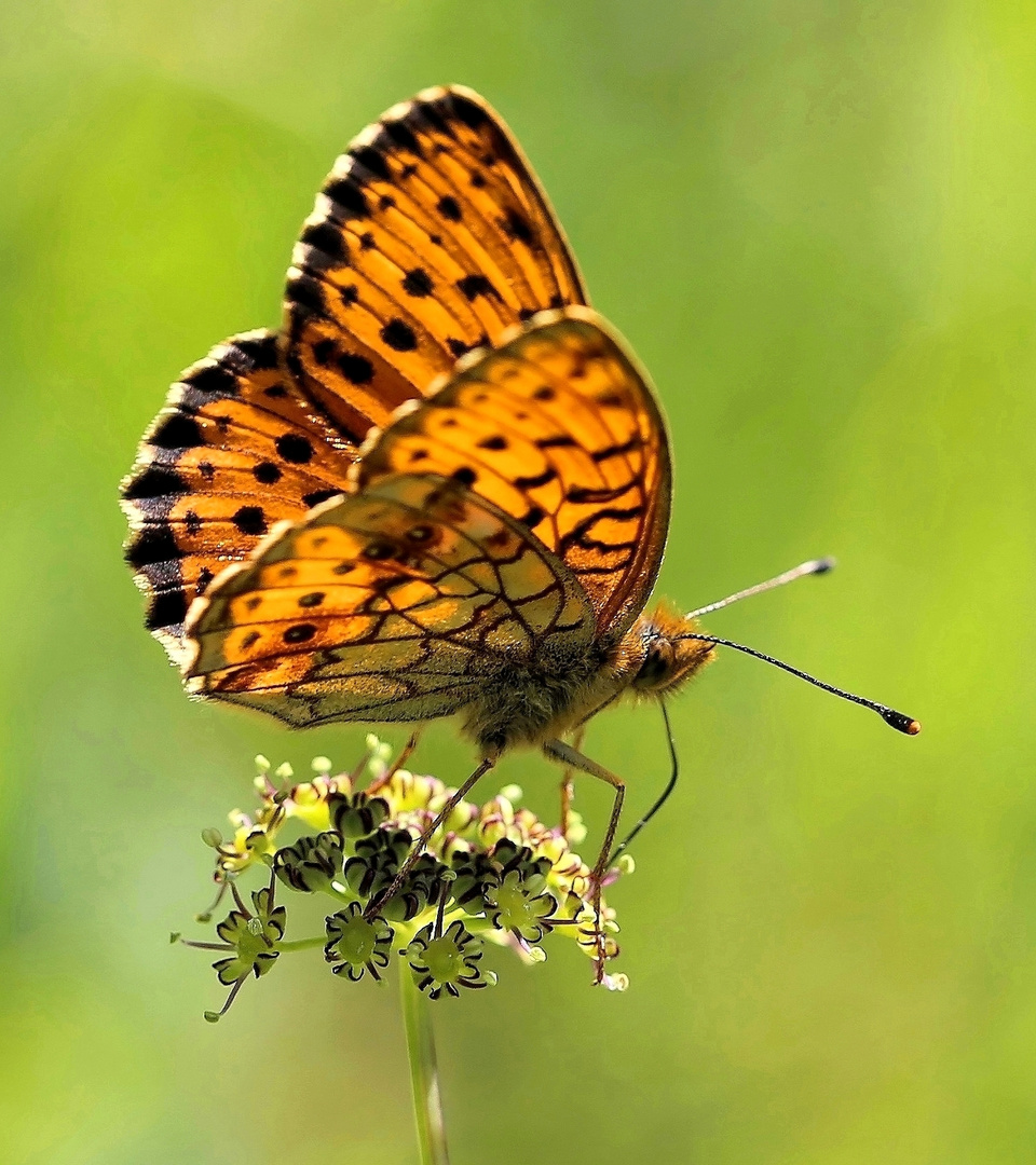 Brenthis ino Foto & Bild natur, insekten, tiere Bilder auf