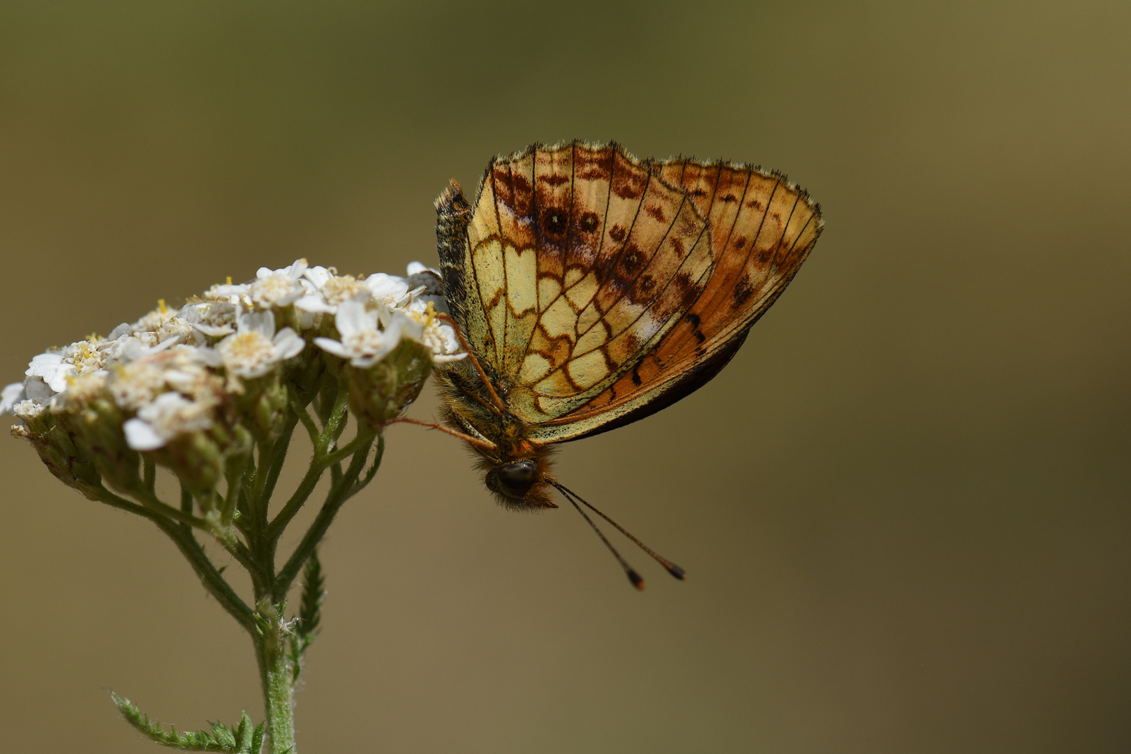 Brenthis ino , Lesser Marbled Fritillary