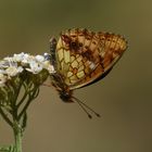 Brenthis ino , Lesser Marbled Fritillary