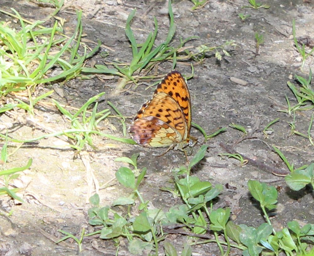 Brenthis ino oder daphne? Foto & Bild natur Bilder auf