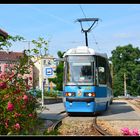 Breslau (Wroclaw) Rosen für die Straßenbahn