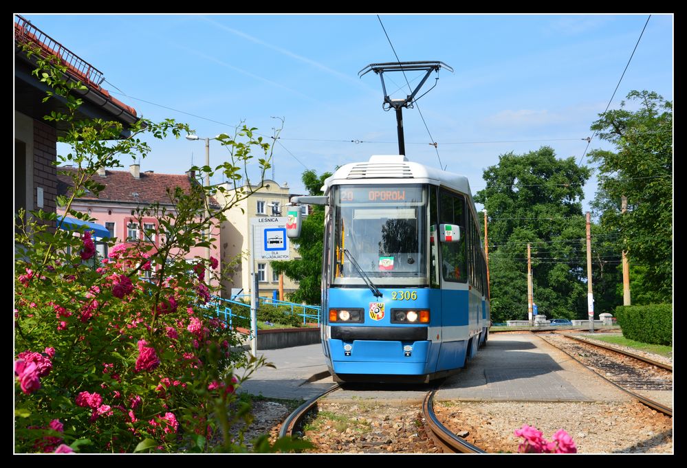 Breslau (Wroclaw) Rosen für die Straßenbahn