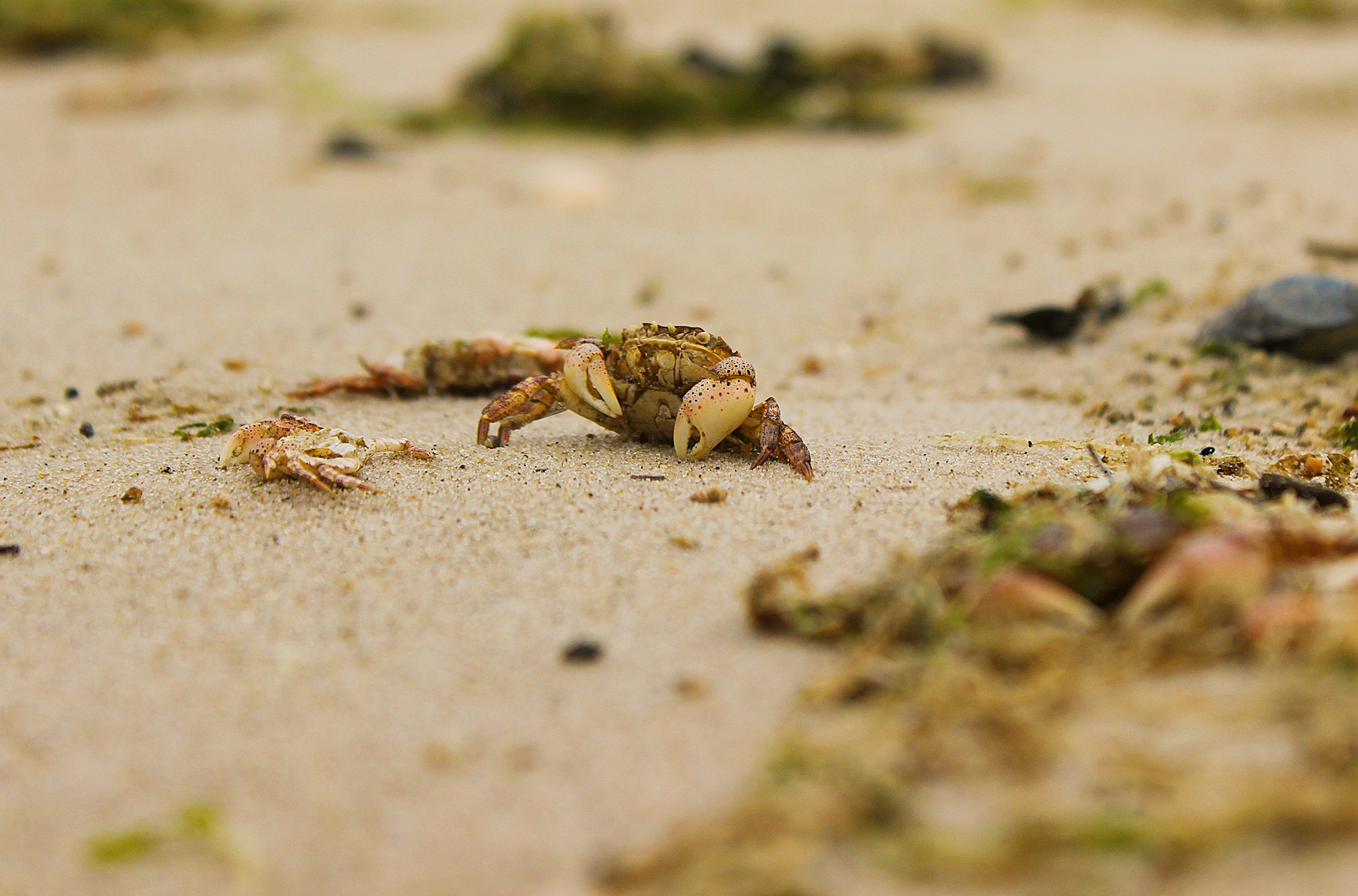 Bresprechung der Tiere...am Strand