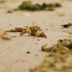 Bresprechung der Tiere...am Strand