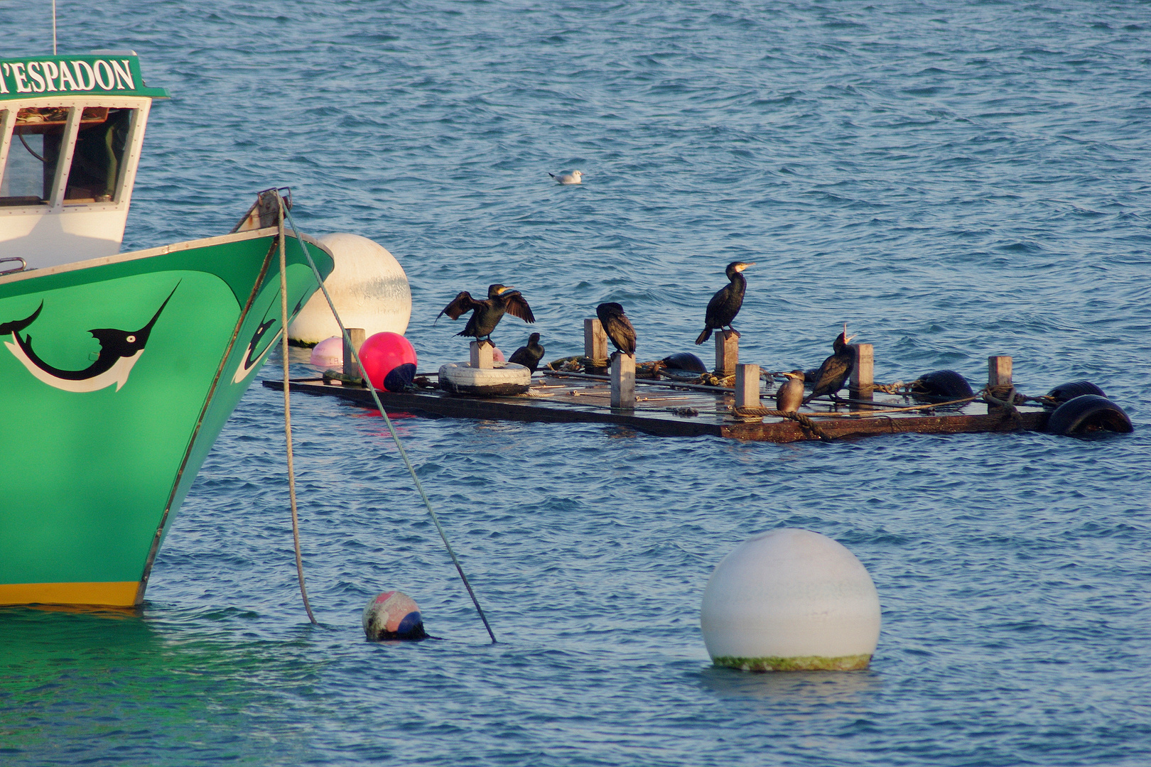 Bretagne - 19- Erquy .. 8 L'Espadon