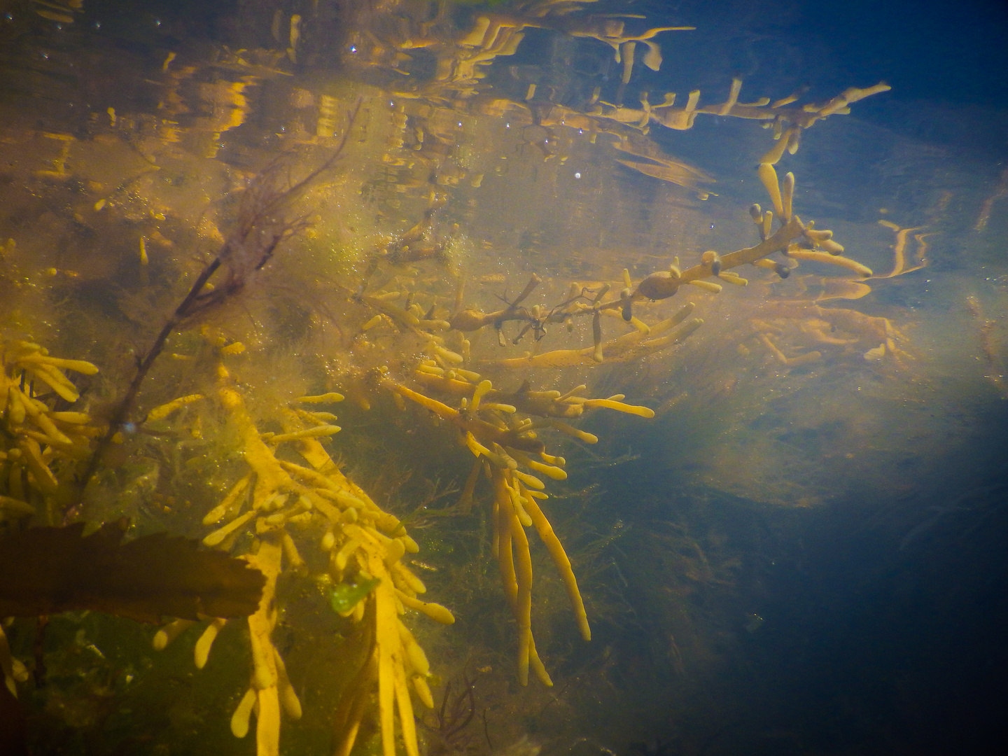 Bretagne 28 unter Wasser