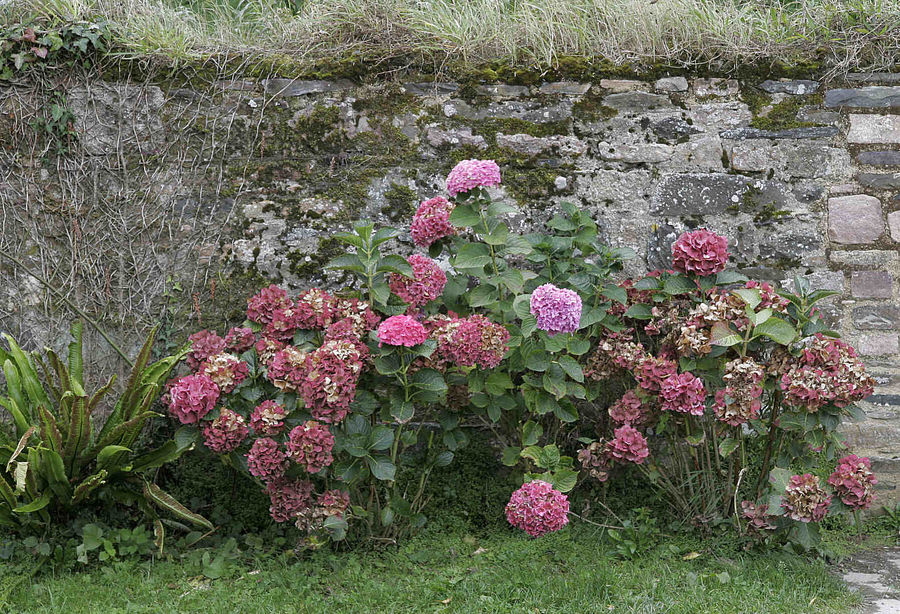 Bretagne - Hortensien