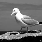 Bretagne - Möve auf den Klippen am Point du Raz 1