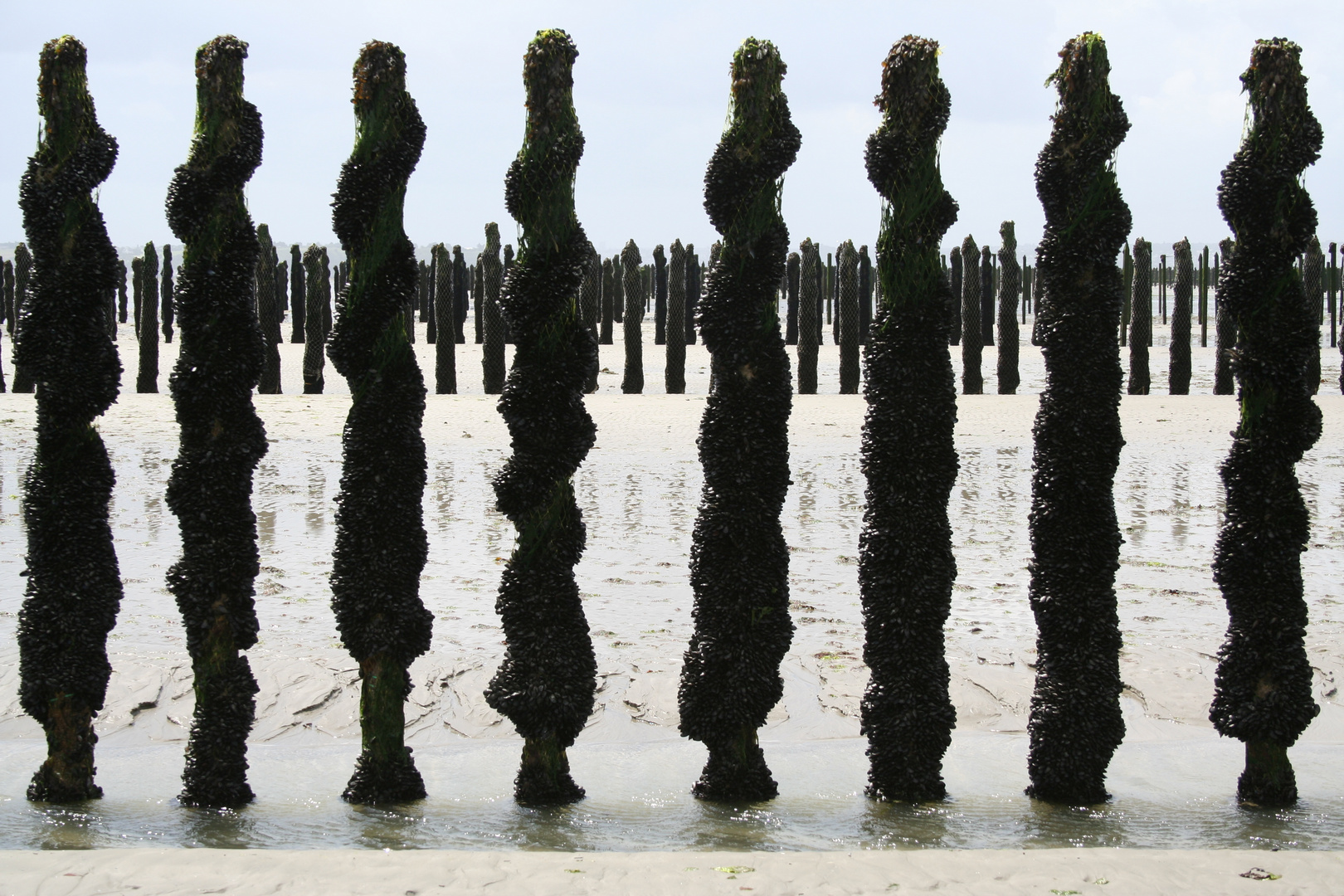 Bretagne Muschelzucht