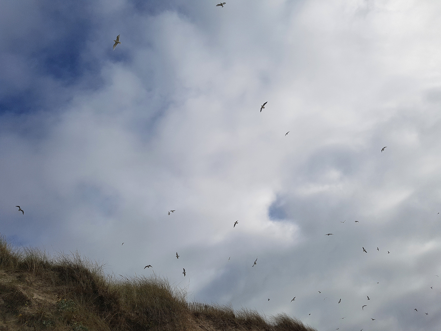 Bretagne- Sturmvögel