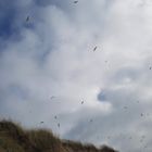 Bretagne- Sturmvögel