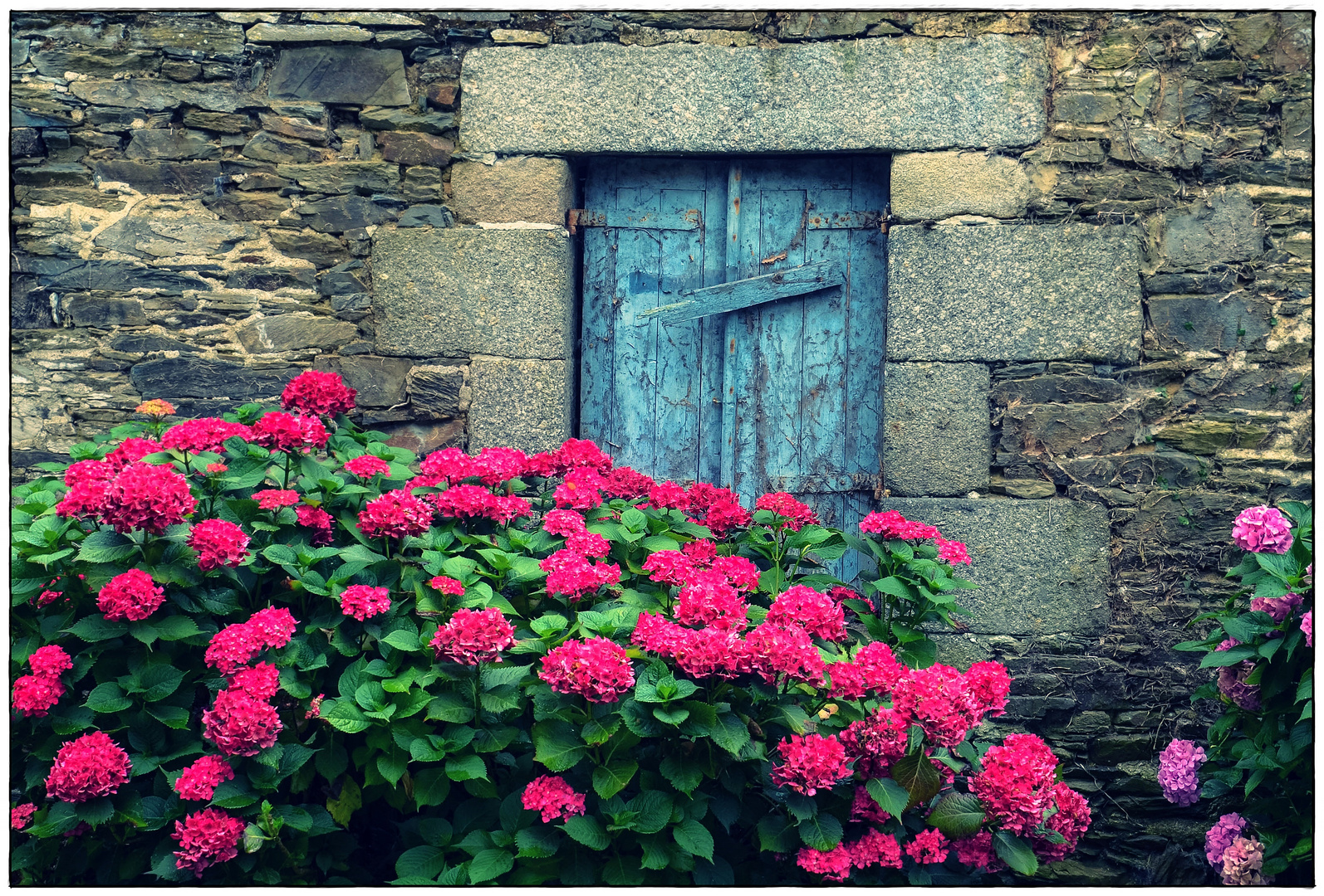 Bretagne und Hortensien, ...