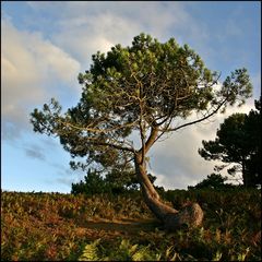 Bretonischer Baum