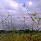 bretonischer Fenchel