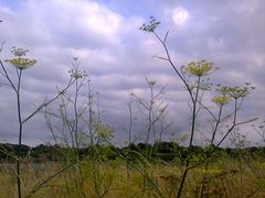 bretonischer Fenchel