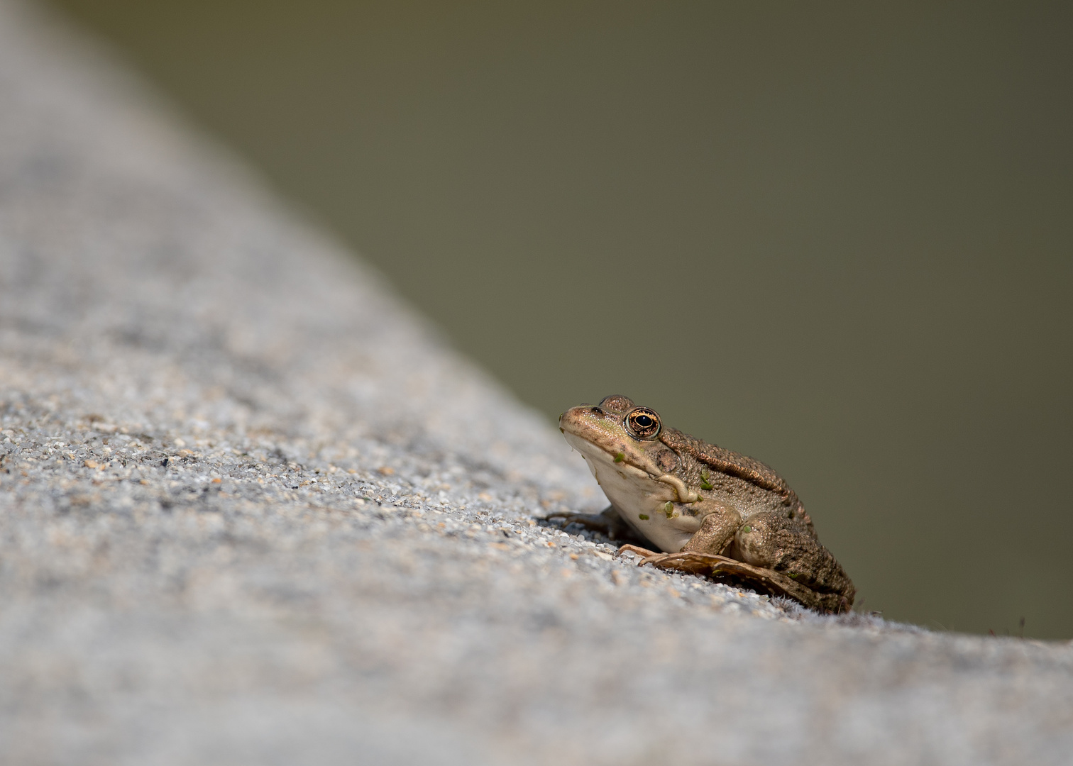 Bretonischer Frosch