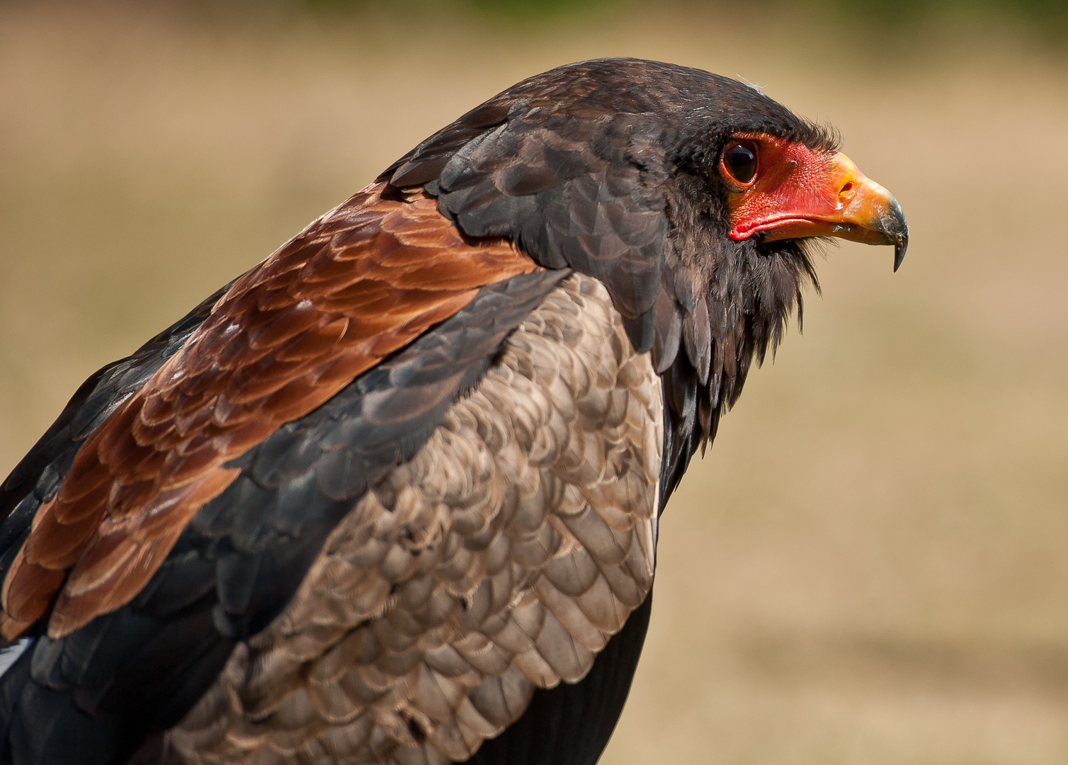 Bretonischer Greifvogel mit 7 Buchstaben