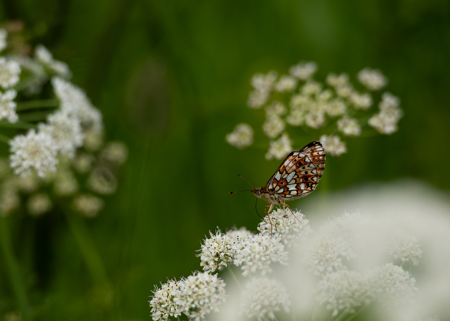 Bretonischer Schmetterling