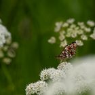 Bretonischer Schmetterling