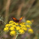 Bretonischer Schmetterling