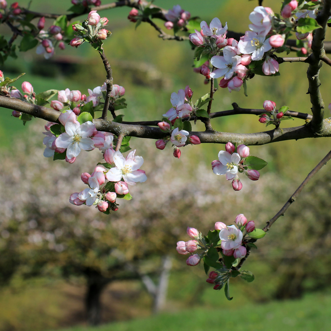 Brettacher Apfelblüten