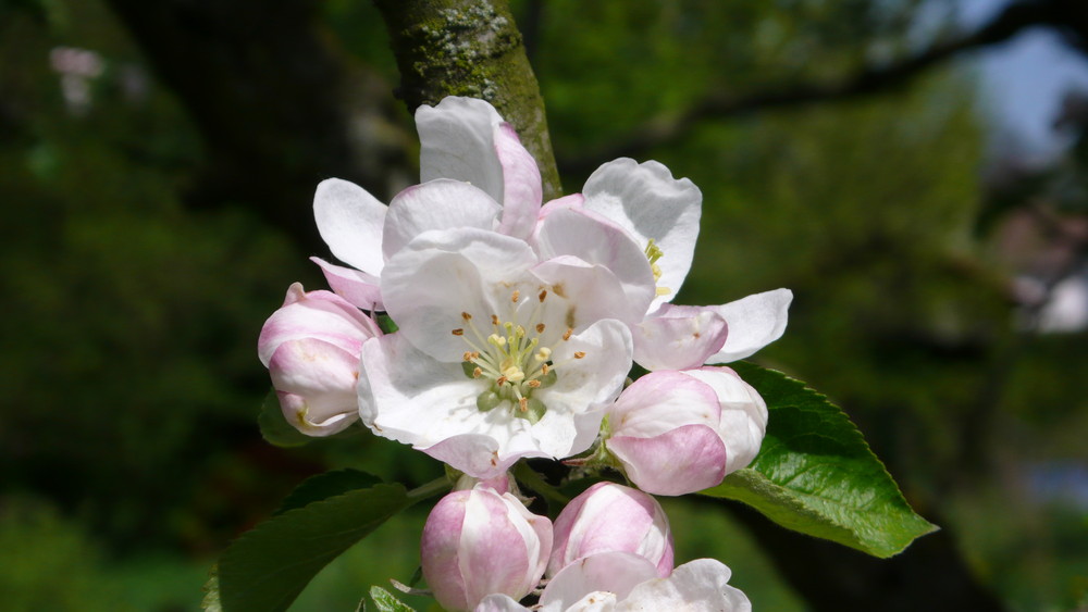 Brettacher-Blüte