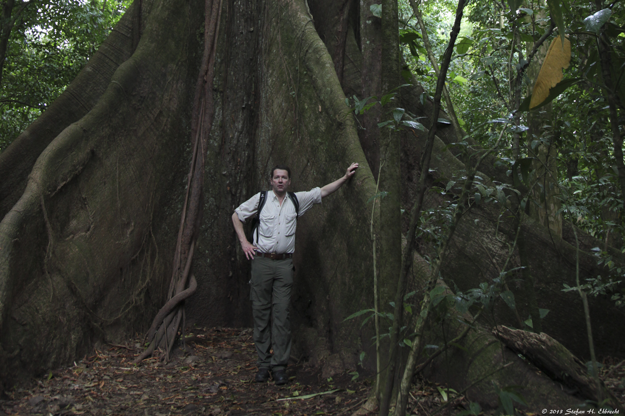 Brettwurzeln des Kapokbaums (Ceiba pentandra)