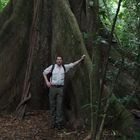 Brettwurzeln des Kapokbaums (Ceiba pentandra)