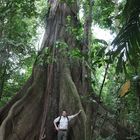 Brettwurzeln des Kapokbaums (Ceiba pentandra)