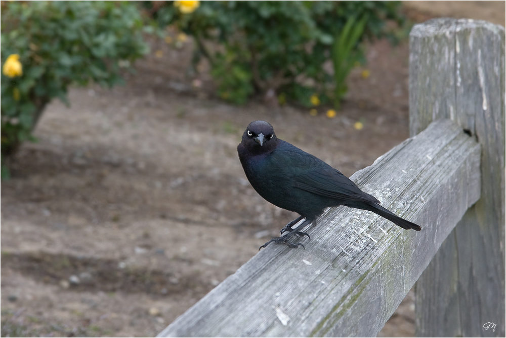 Brewer's Blackbird