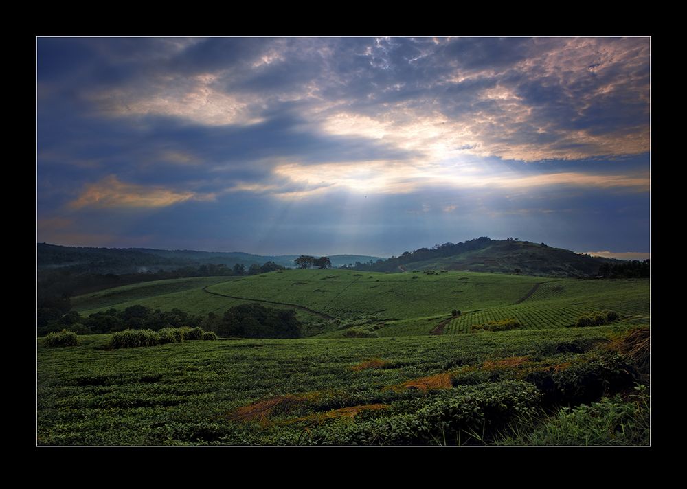 Brewing Tea