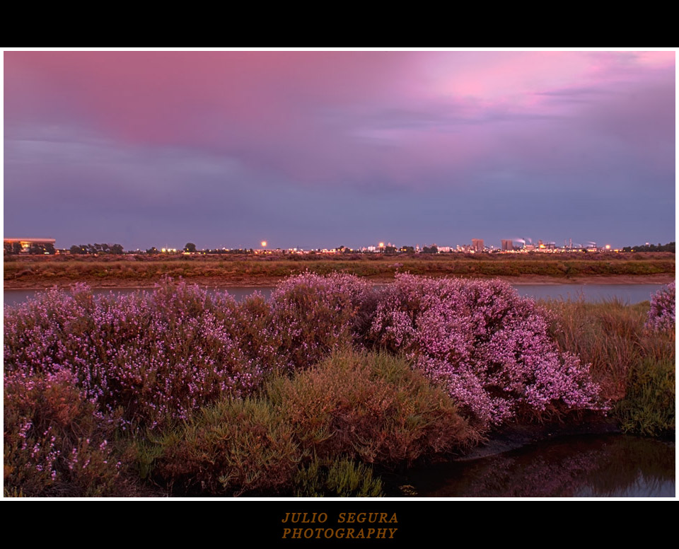 Brezos al Atardecer Web