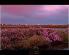 Brezos al Atardecer Web