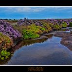 Brezos en HDR