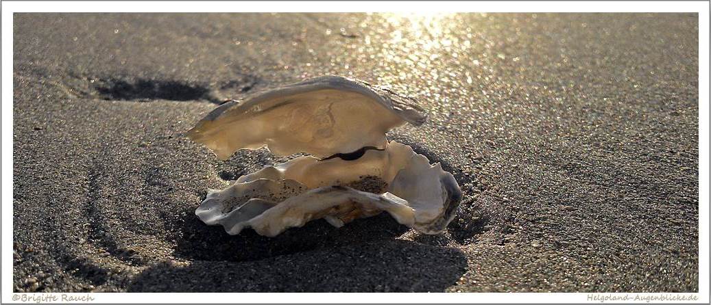 Bri Rauch - Auster ohne Perle