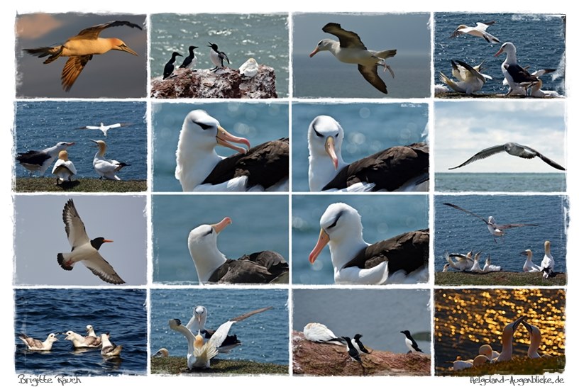 Bri Rauch - Helgoland's Vogelwelt