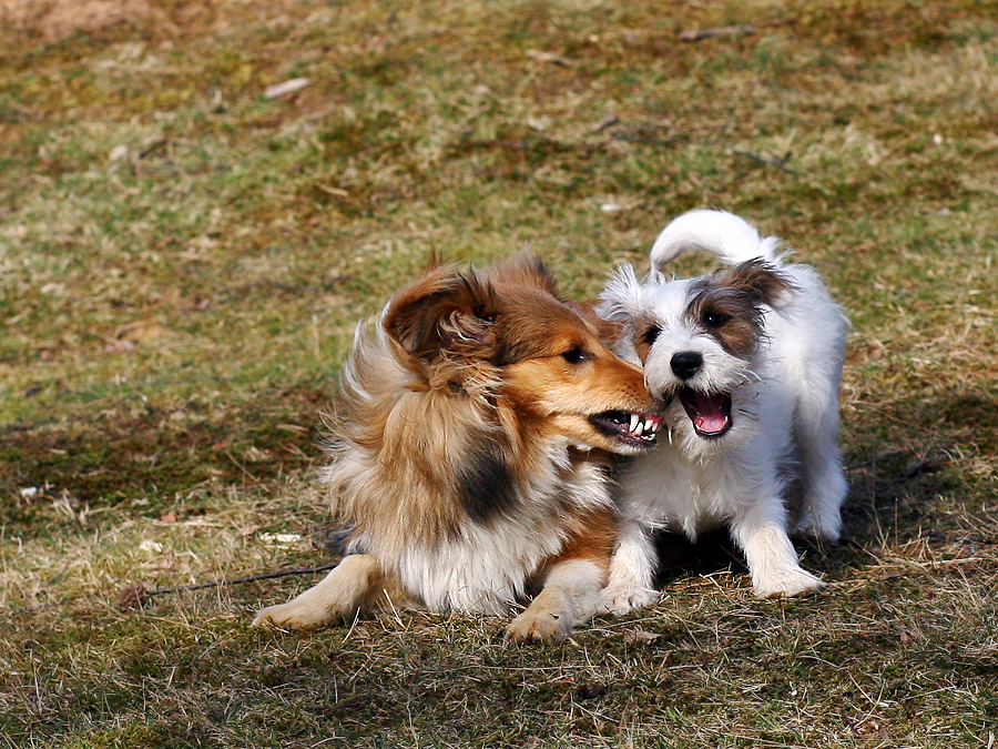 Brian und Chilli