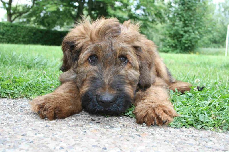 Briard