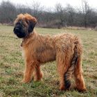 Briard