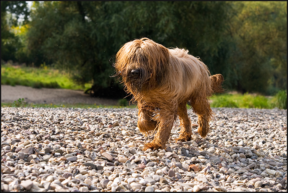 *Briard*