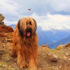 Briard