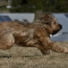 Briard