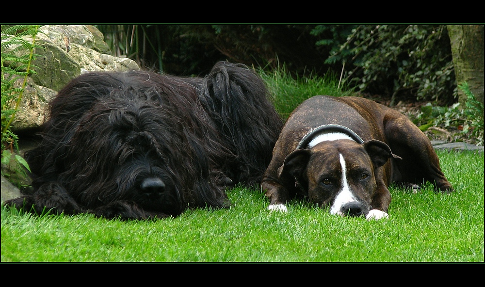 Briard and Staffi