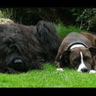 Briard and Staffi