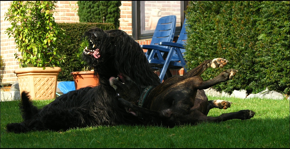 Briard and Staffi in Action
